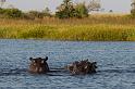 079 Okavango Delta, nijlpaarden